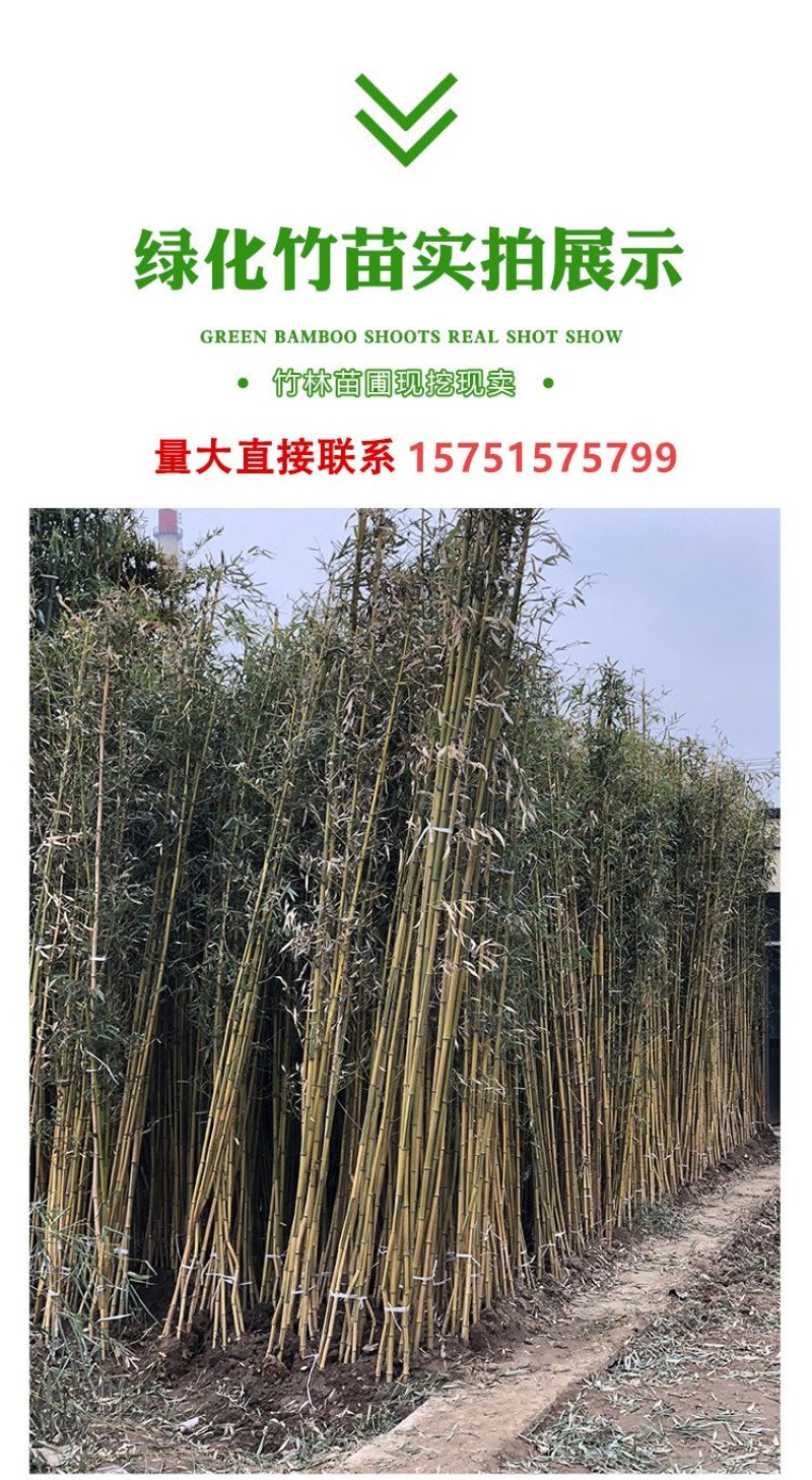 竹子苗青竹苗黄金竹苗紫竹苗围墙竹子苗北方庭院耐寒竹子