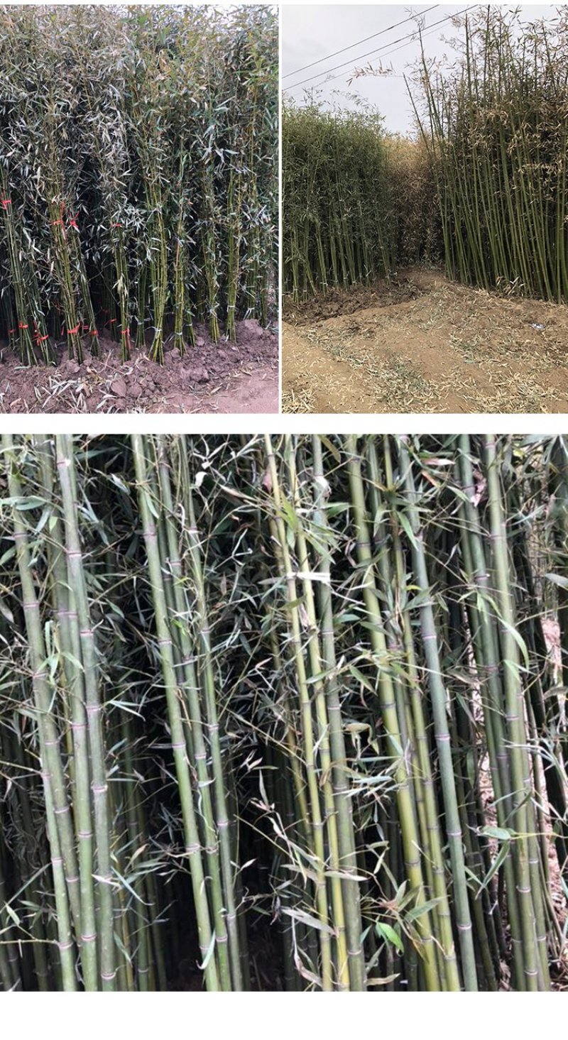 竹子苗青竹苗黄金竹苗紫竹苗围墙竹子苗北方庭院耐寒竹子