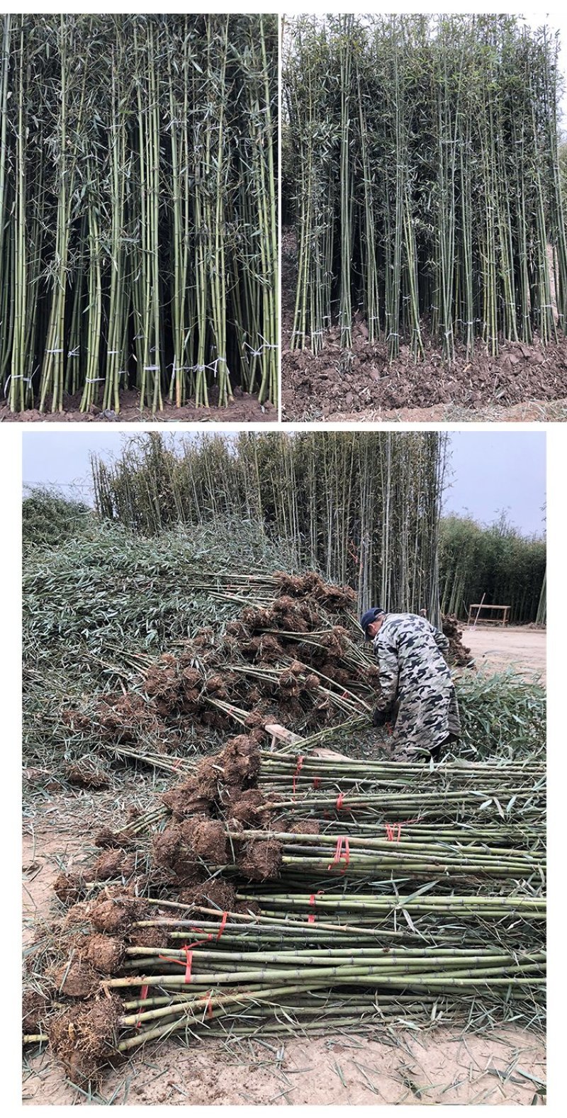 竹子苗青竹苗黄金竹苗紫竹苗围墙竹子苗北方庭院耐寒竹子