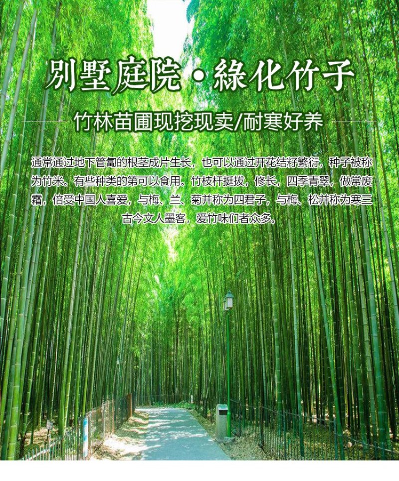 竹子苗青竹苗黄金竹苗紫竹苗围墙竹子苗北方庭院耐寒竹子