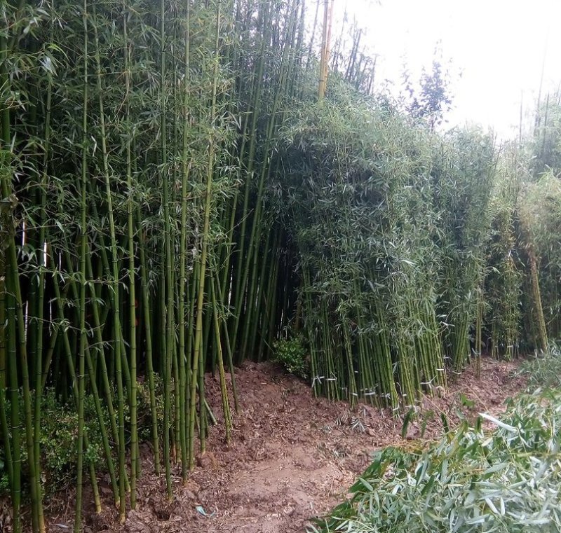 竹子苗青竹苗黄金竹苗紫竹苗围墙竹子苗北方庭院耐寒竹子