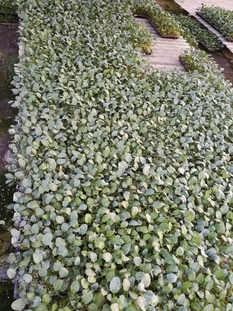 菜花苗缺货代育各种蔬菜苗
