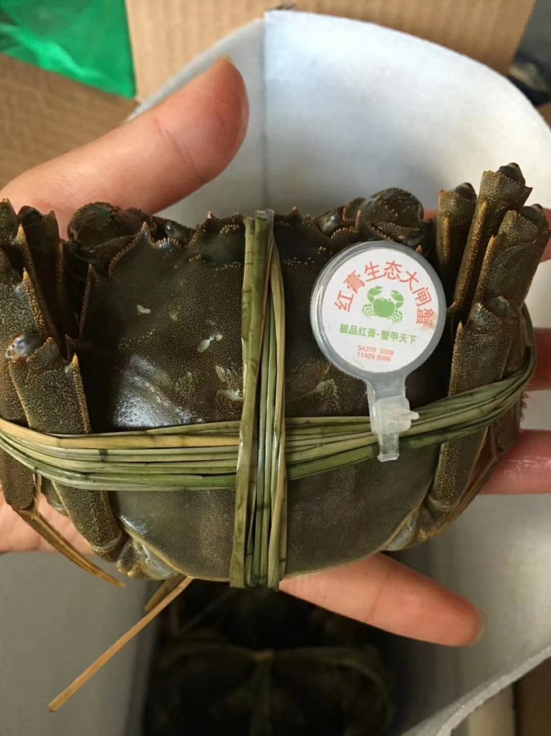 精品大闸蟹，自产自销，吃海鱼长大的螃蟹