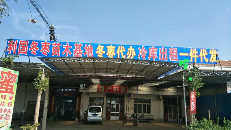 产地直发山东沾化鲜冬枣对接大小平台档口商超冬枣代办