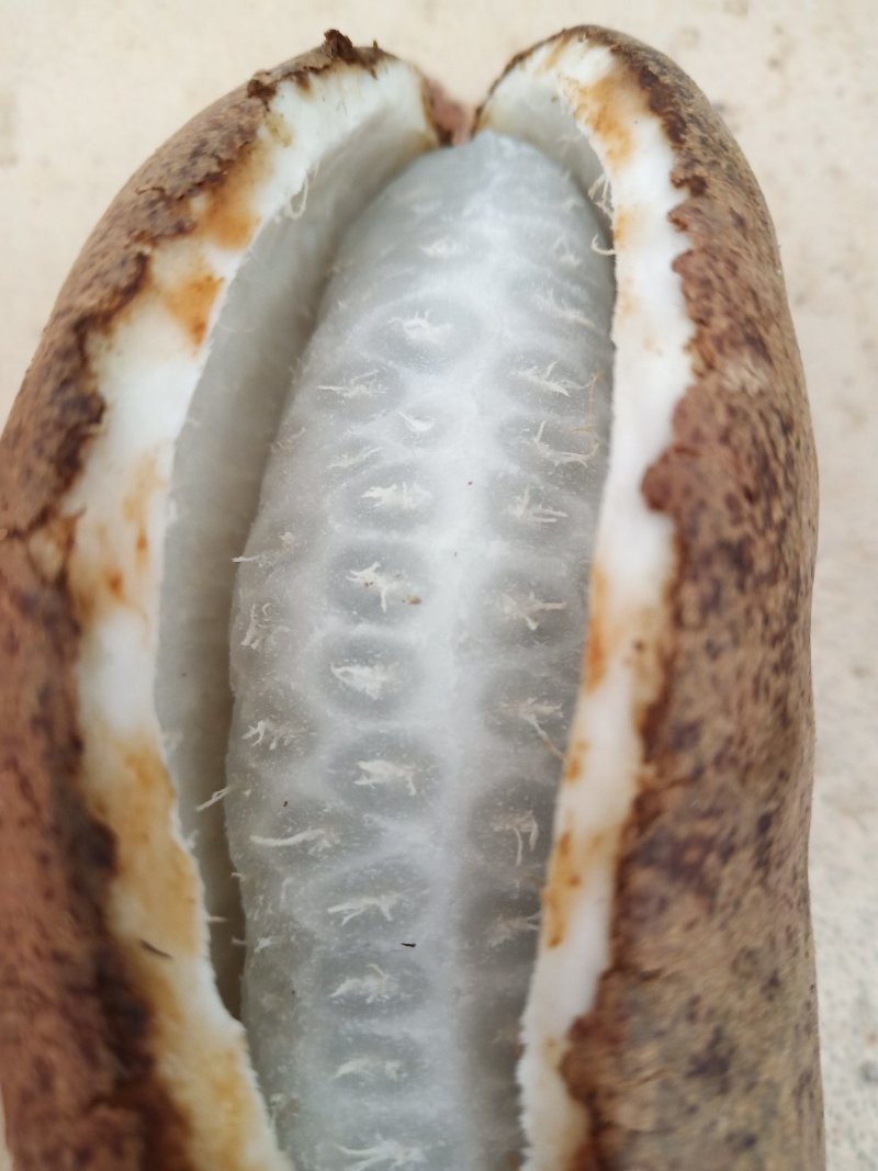 八月瓜