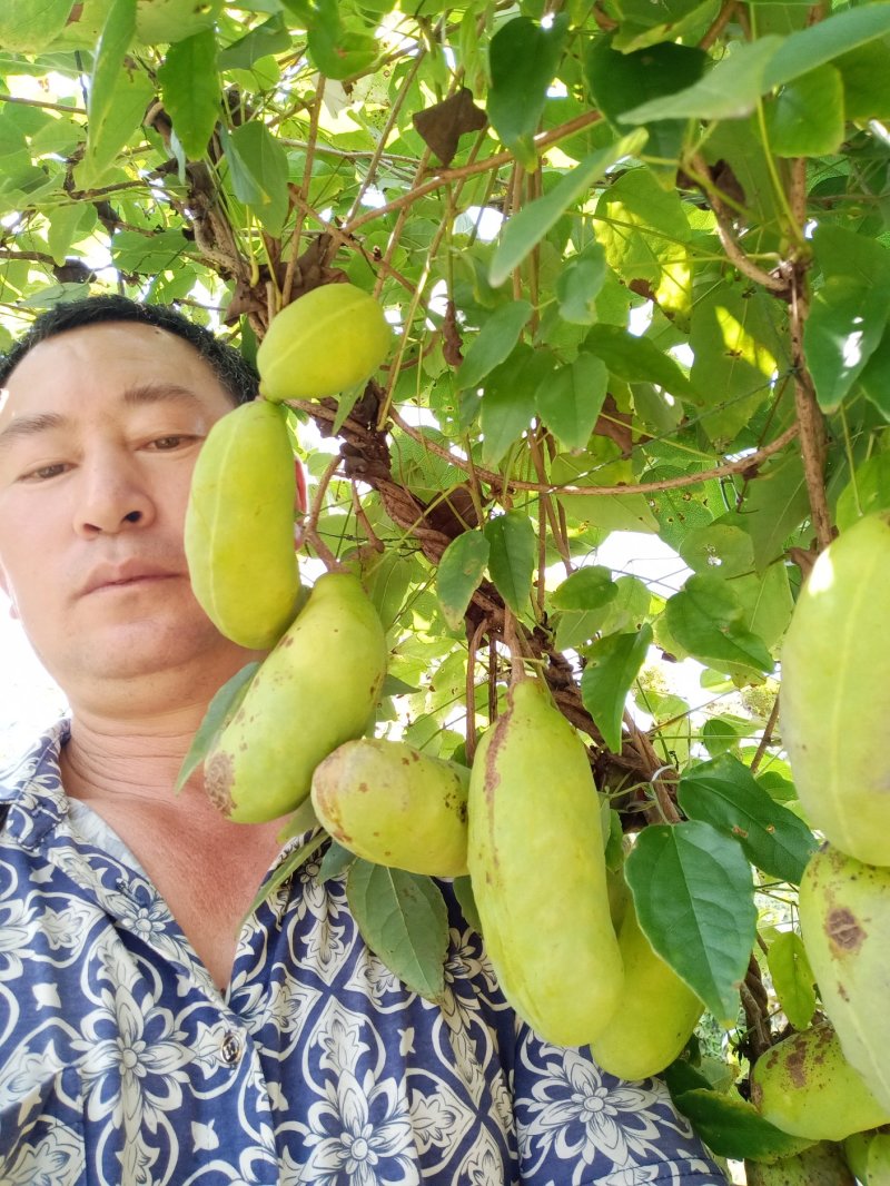 八月瓜