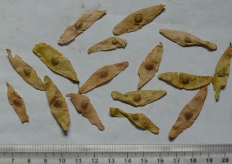 凤眼草臭椿千余品种供应承接订单