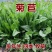 进口大叶菊苣种子猪牛羊鸡鸭鹅兔鱼多年生四季牧草种子将军种