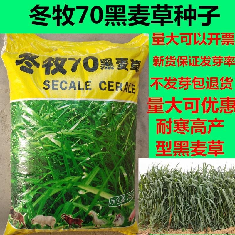 牧草种子冬牧70耐寒四季种植适口性好高产黑麦草种子