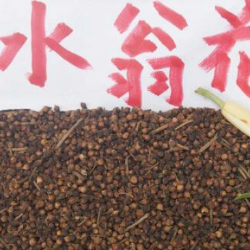 水翁花千余品种供应承接订单