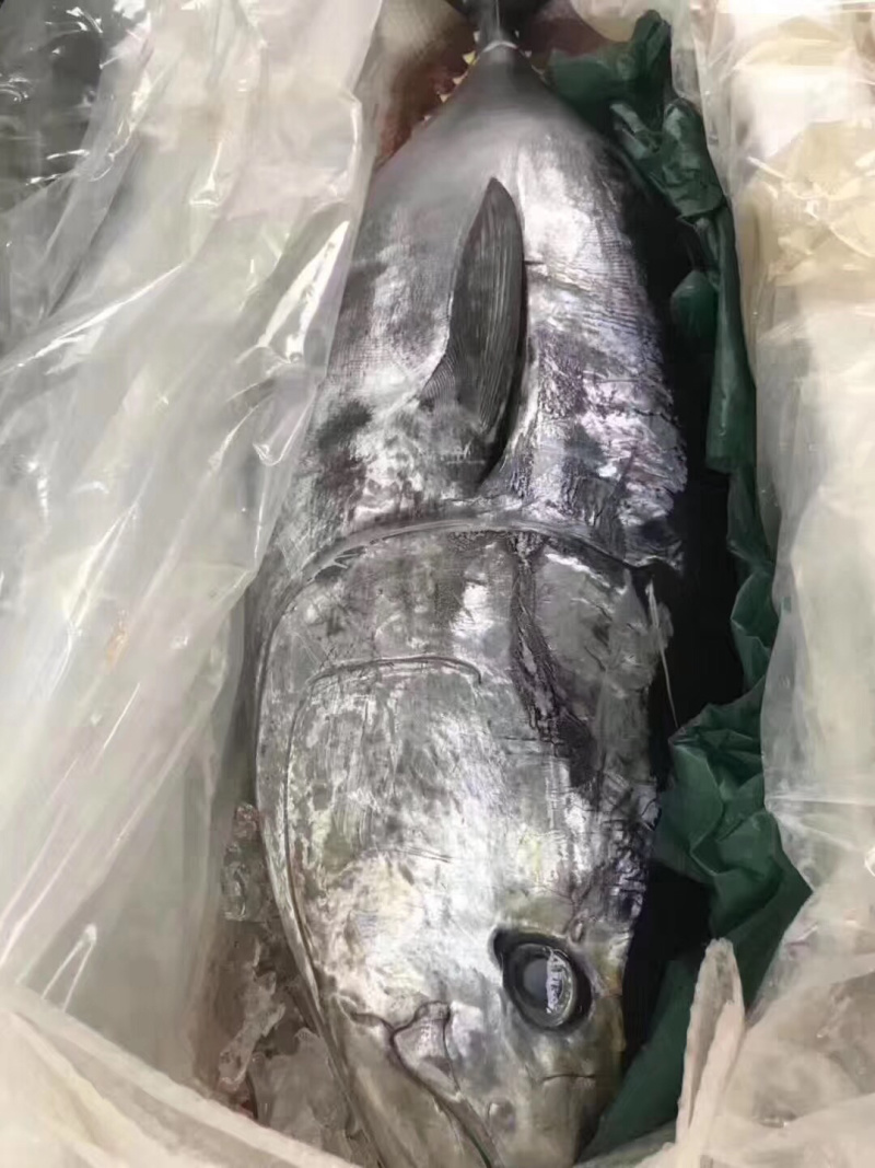日本蓝鳍