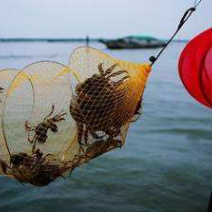 江苏精品大闸蟹公蟹（阳澄湖蟹、高邮湖蟹、兴化蟹）