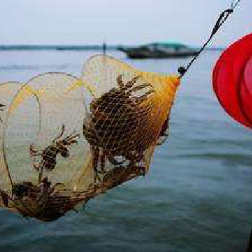 江苏精品大闸蟹公蟹（阳澄湖蟹、高邮湖蟹、兴化蟹）