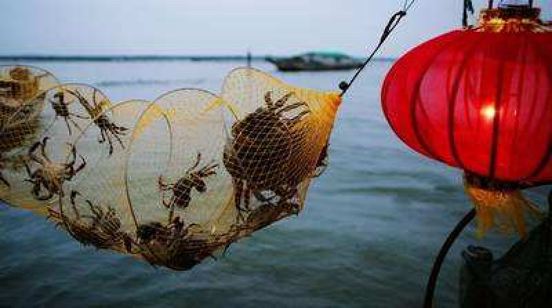 江苏精品大闸蟹公蟹（阳澄湖蟹、高邮湖蟹、兴化蟹）