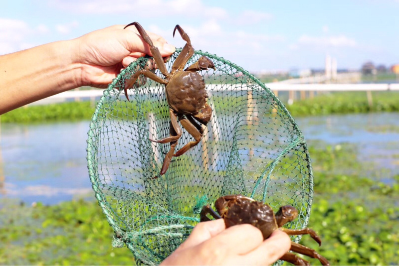 江苏精品大闸蟹公蟹（阳澄湖蟹、高邮湖蟹、兴化蟹）