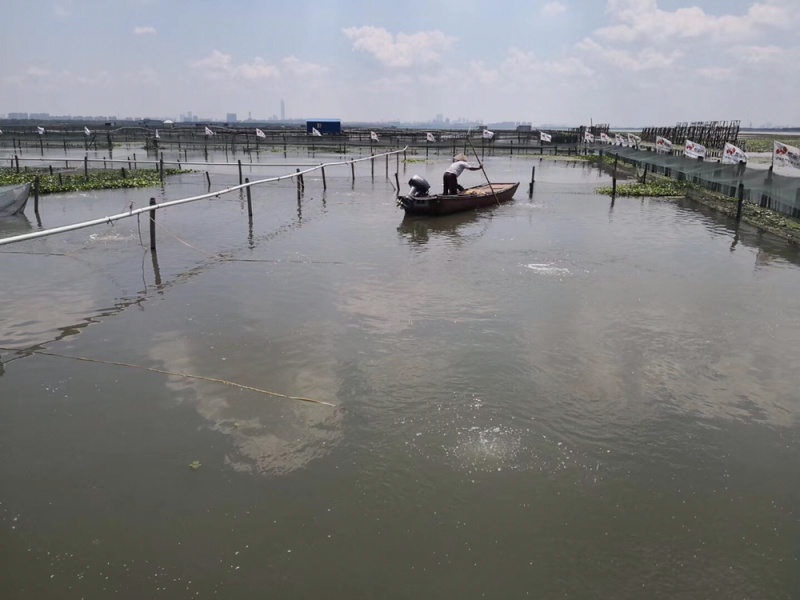 江苏精品大闸蟹公蟹（阳澄湖蟹、高邮湖蟹、兴化蟹）