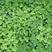 进口红白三叶草籽种子易活绿化四季青草坪多年生牧草果园绿肥