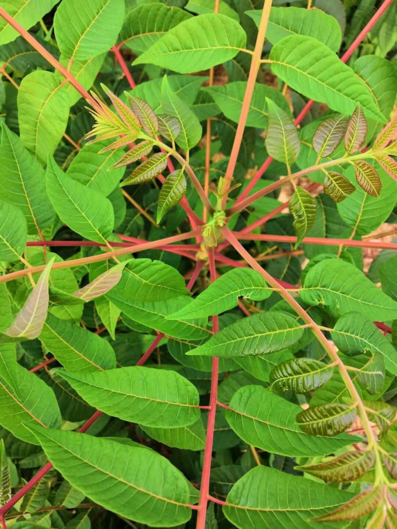 香椿苗80cm以上，入棚专用，也可露天种植用苗