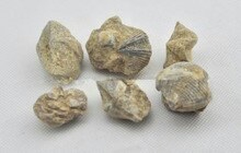 石燕千余品种供应承接订单