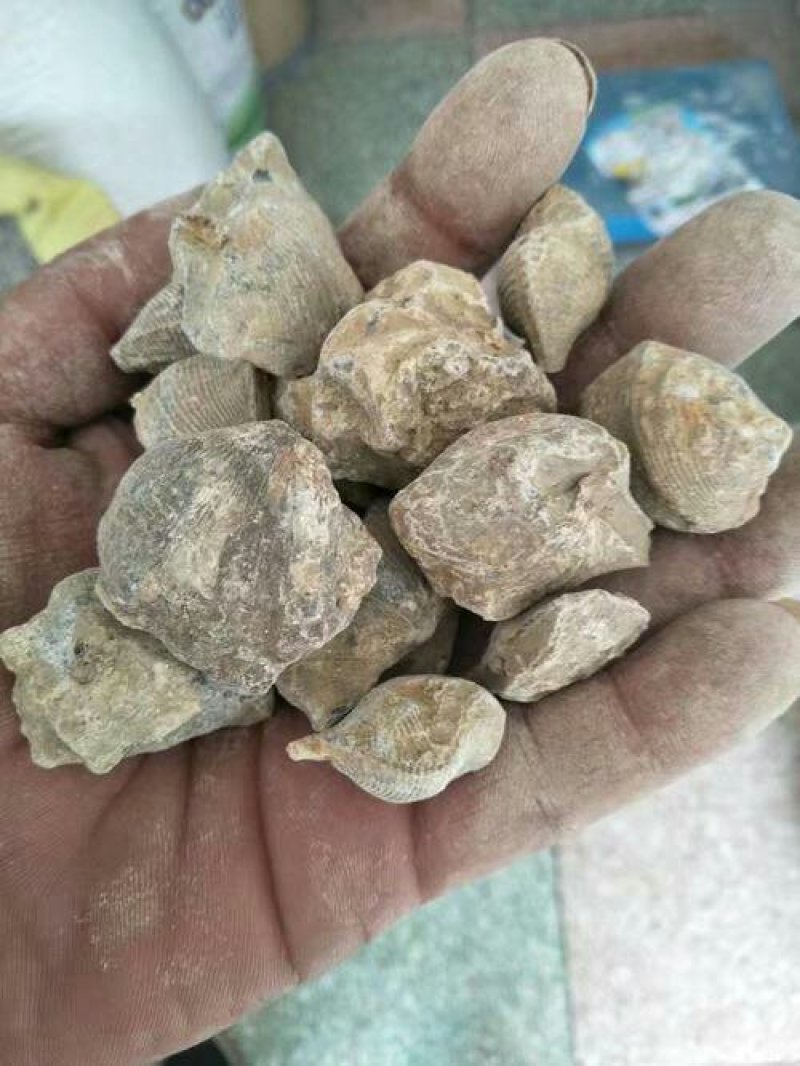 石燕千余品种供应承接订单