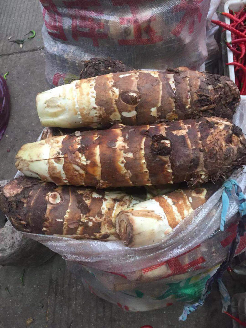 人头芋新鲜上市，质量好颜色正个头大，量大从优