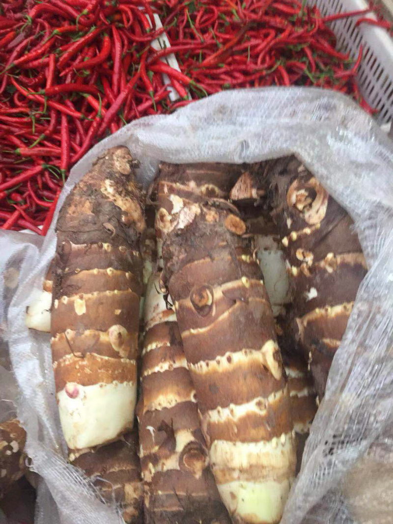 人头芋新鲜上市，质量好颜色正个头大，量大从优