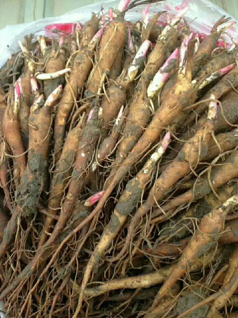 芍药苗，药用芍药苗，白芍苗，赤芍苗白花芍药，红花芍药