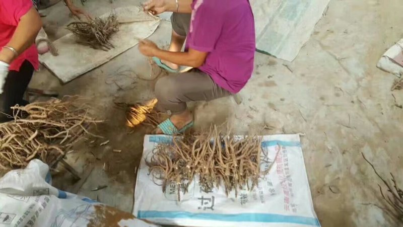 芍药苗，药用芍药苗，白芍苗，赤芍苗白花芍药，红花芍药