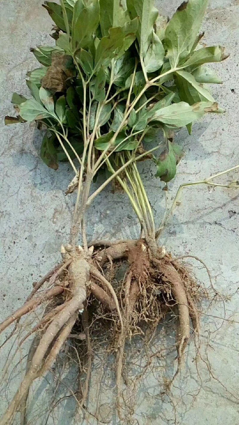 芍药苗，药用芍药苗，白芍苗，赤芍苗白花芍药，红花芍药