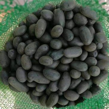黑土豆