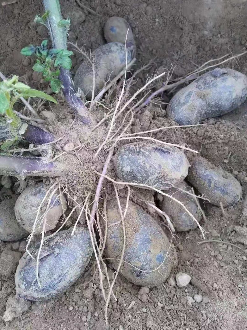 黑土豆