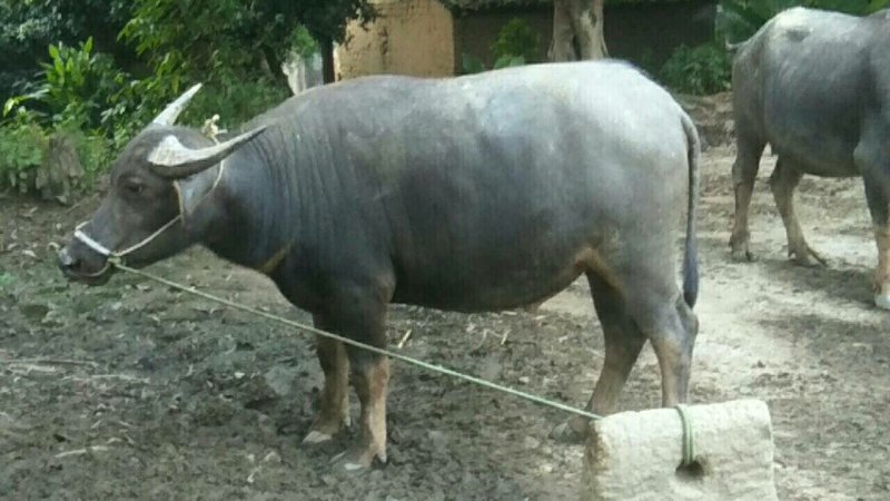 都是散养水牛，大量水牛出售了