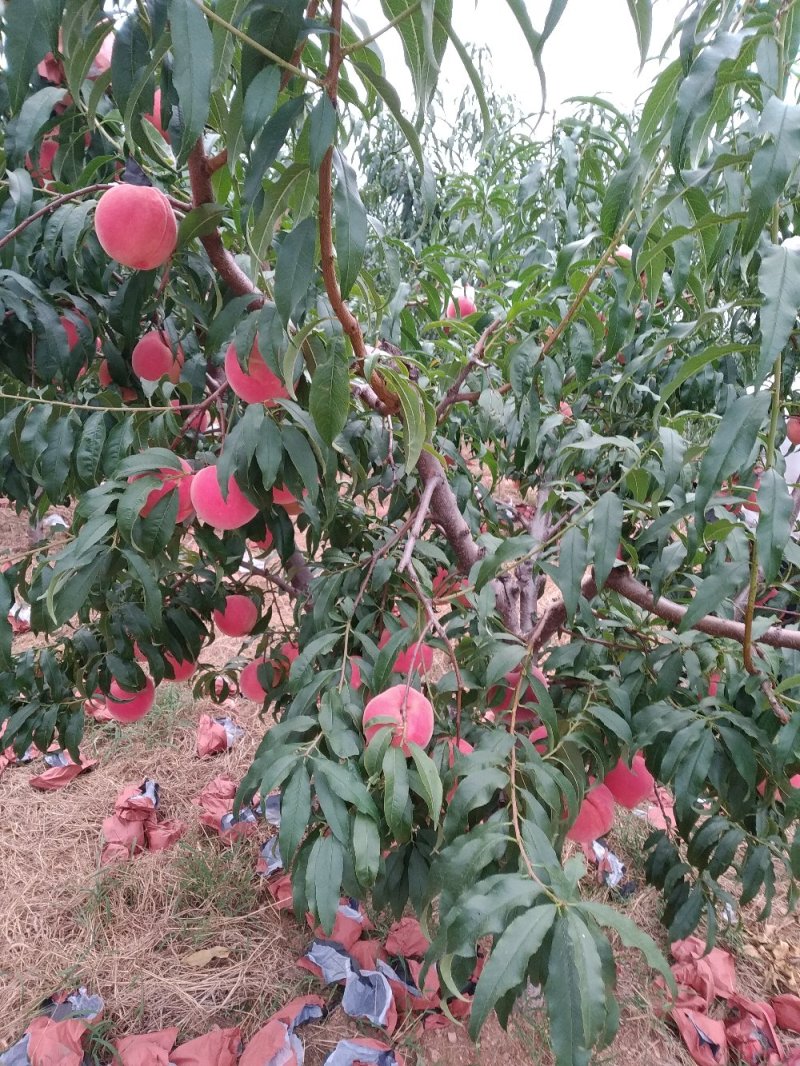 【牛商推荐】春雪！万亩产区，全国代发，品质保证