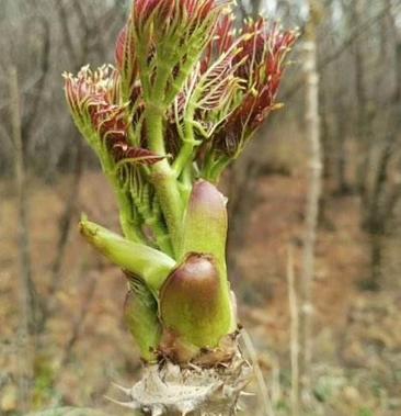 刺嫩芽苗 俗称刺龙芽,刺老芽 基地直供