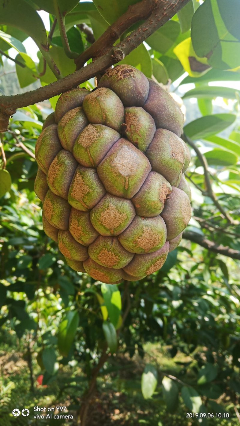 布福娜