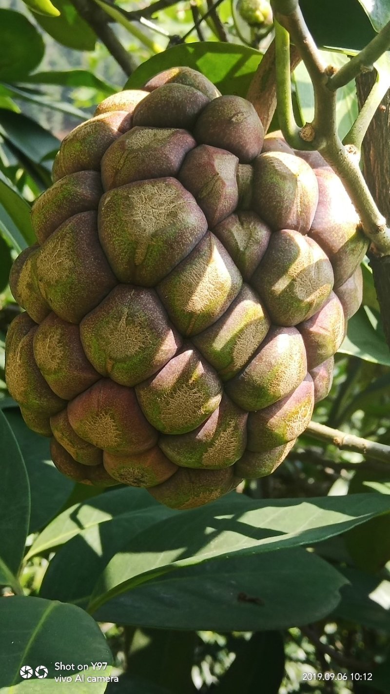 布福娜