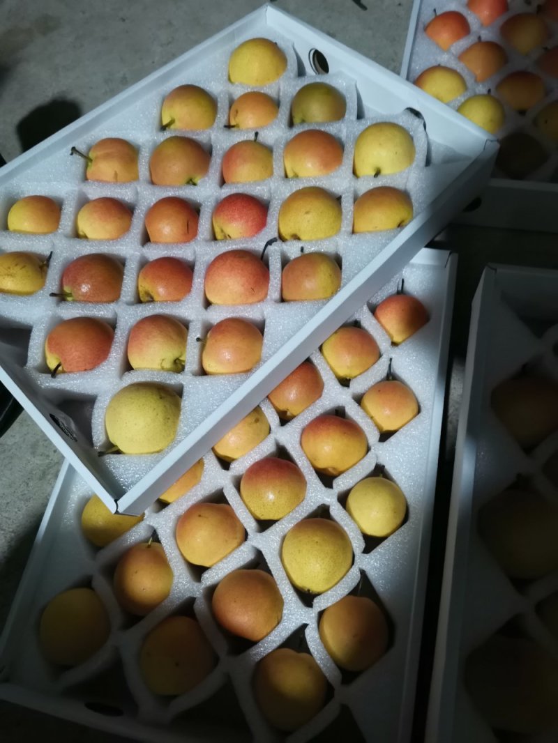 南果梨，一件代发15042273500
