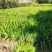 大量出售鸢尾苗，苗高30-50公分。