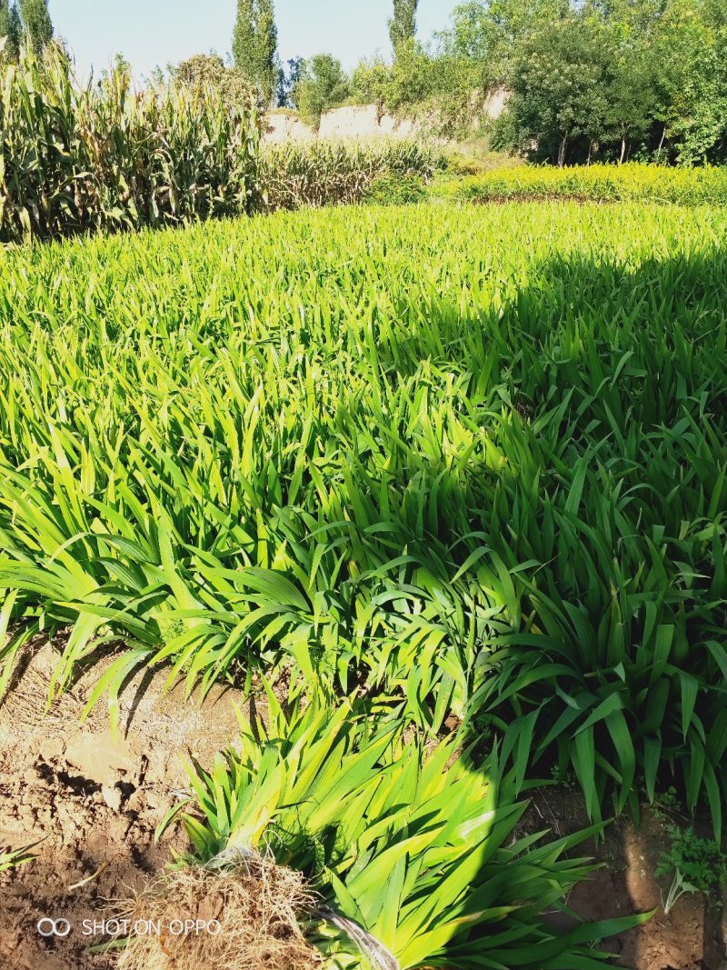 大量出售鸢尾苗，苗高30-50公分。