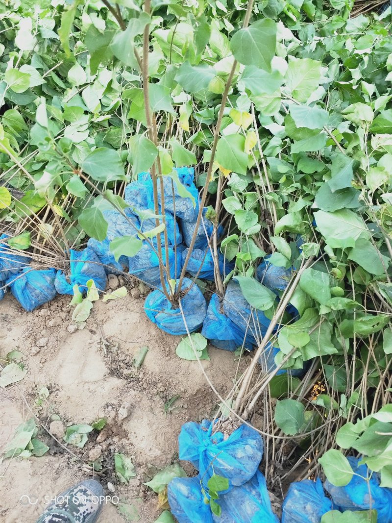 丛生紫叶丁香苗，分枝多，基地直供，支持现场看苗