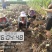 河南南阳市宛城区红香芋2厘米以上中秋节前大量上市
