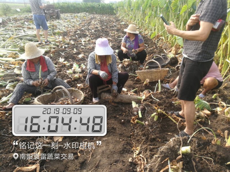 河南南阳市宛城区红香芋2厘米以上中秋节前大量上市