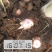 红芽芋2厘米以上百度搜南阳袁雷蔬菜交易