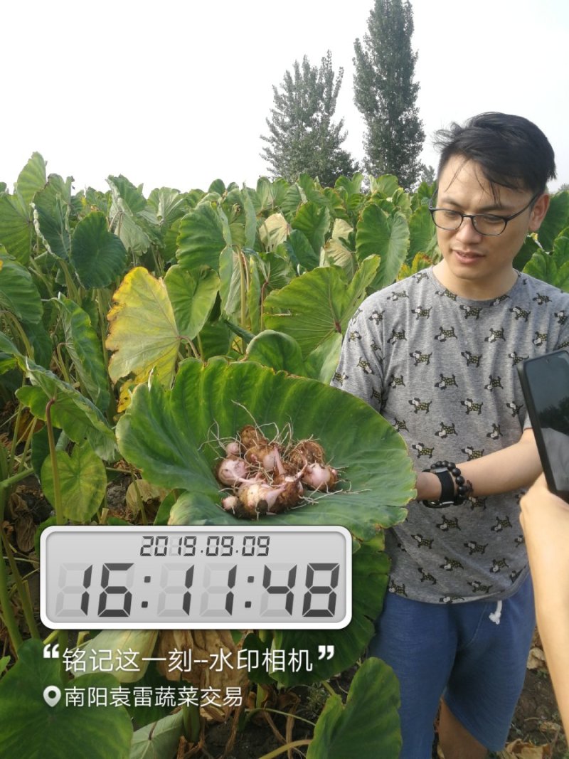 红芽芋2厘米以上百度搜南阳袁雷蔬菜交易
