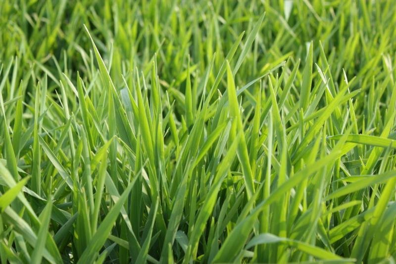 燕麦种子进口牧草鱼陆龟荷兰猪兔子饲料草籽种植绿肥