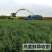 燕麦种子进口牧草鱼陆龟荷兰猪兔子饲料草籽种植绿肥
