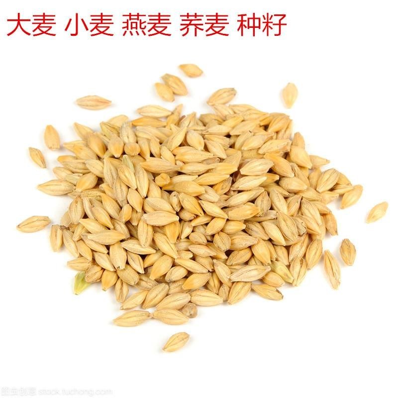 燕麦种子进口牧草鱼陆龟荷兰猪兔子饲料草籽种植绿肥