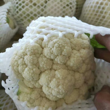 河南开封周口陆地新鲜有机松菜花陆续上市求合作