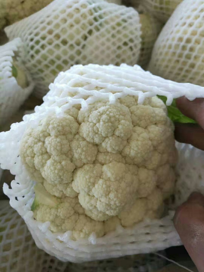 河南开封周口陆地新鲜有机松菜花陆续上市求合作