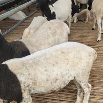 供养纯种杜波绵羊，澳洲白，小尾寒羊，湖羊